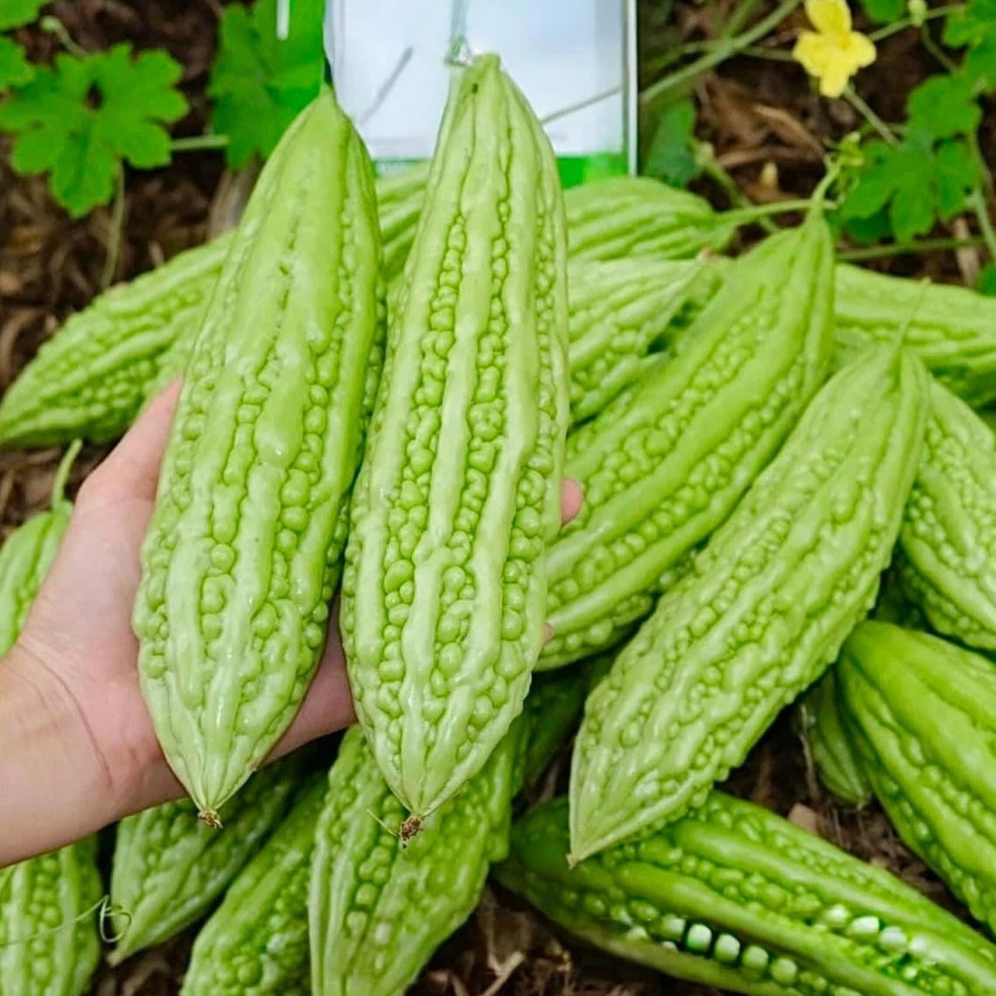 Bitter Melon Seeds - 15pcs Fast-Growing Green Skin Bitter Gourd (Momordica charantia) - Heirloom Vegetable Seeds