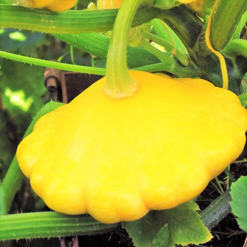 Sunburst Yellow Patty Pan Seeds - Bush Scallop Squash - Ideal for 2025 Planting - Heirloom Vegetable Garden Seeds
