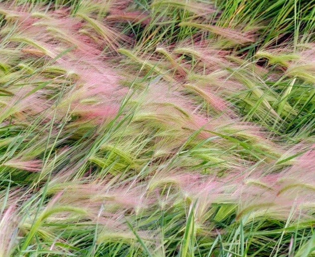 Foxtail Barley Seeds - 25+ Count - Ornamental Grass - Hordeum Jubatum - USA Grown, Free Shipping