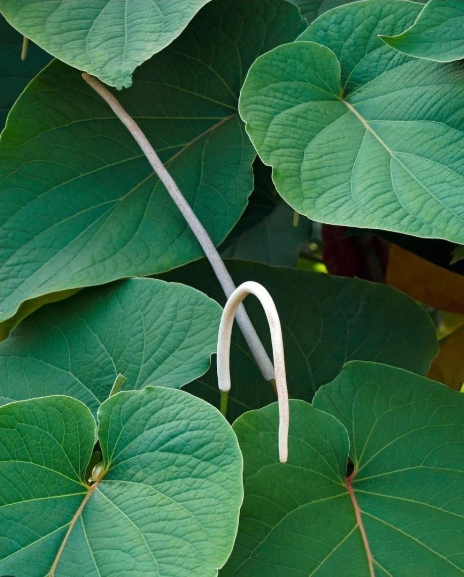 Mexican Pepperleaf Plant - Hoja Santa Root Beer Leaf - Piper auritum - Aromatic Culinary Herb for Gardens and Cooking