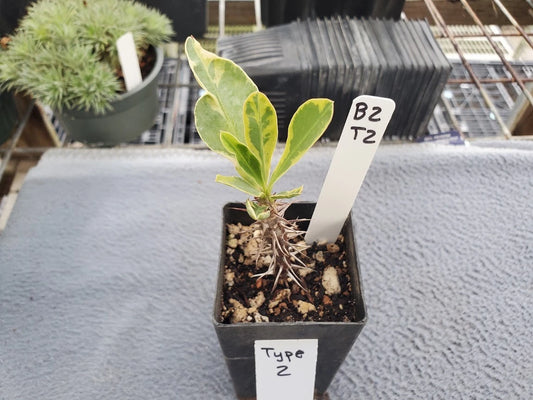 Euphorbia Milii Variegated - Type 2 - Crown of Thorns Plant - Unique Variegation - Indoor/Outdoor Succulent