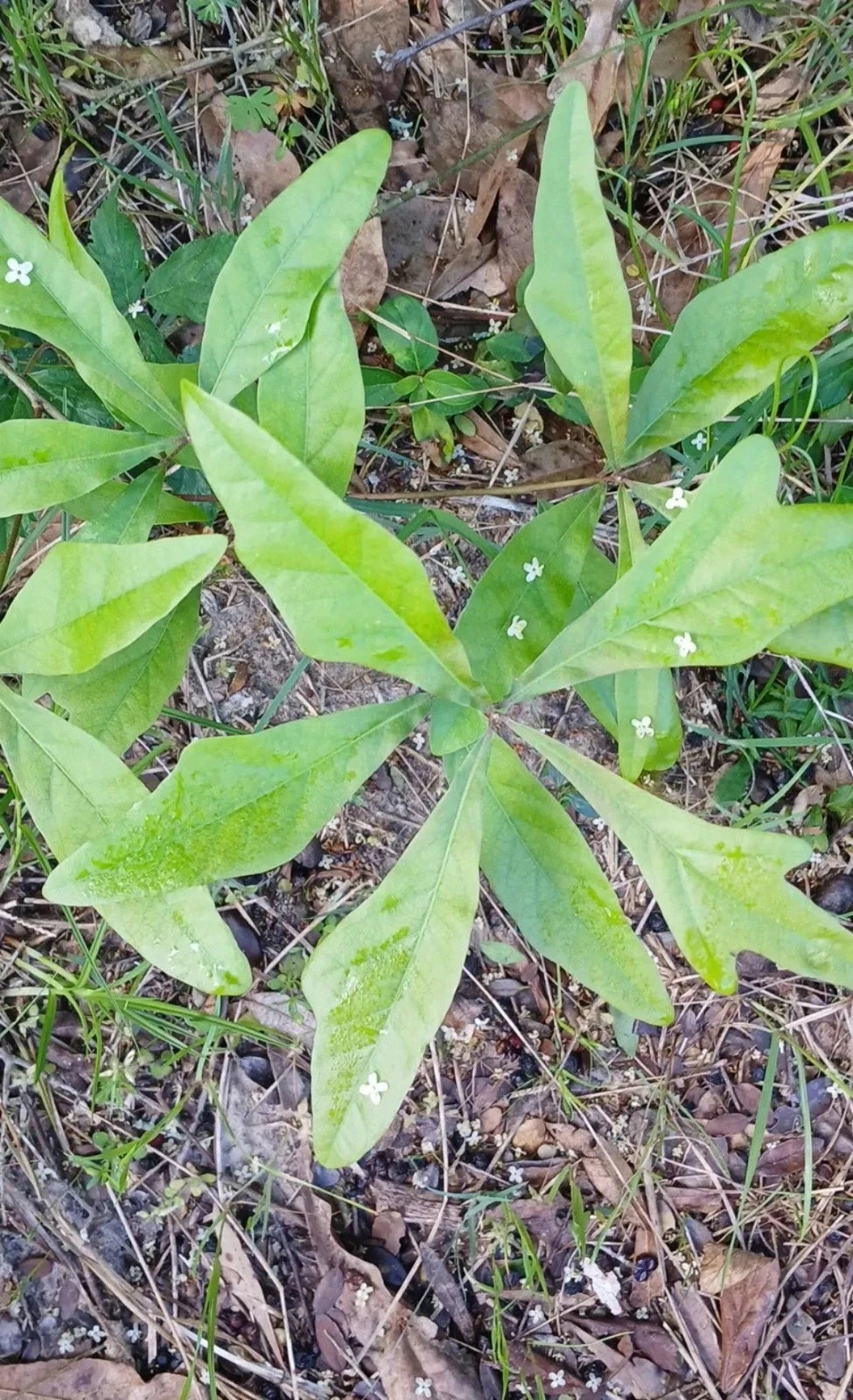 Water Oak Seedlings 10"-1ft Live Plants Quercus nigra 5-Pack