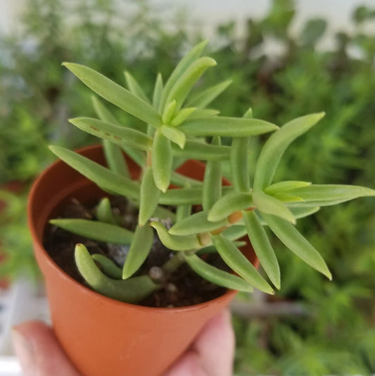 Miniature Pine Tree 2" Pot - Crassula Tetragona - Live Rooted Plant - Succulent, Indoor, Low Maintenance