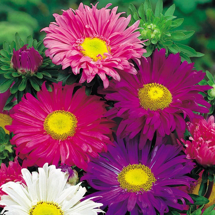 Aster Seeds - 200+ Single China Mix - Colorful Flower Seeds - Aster spp. - USA Seller, Free Shipping