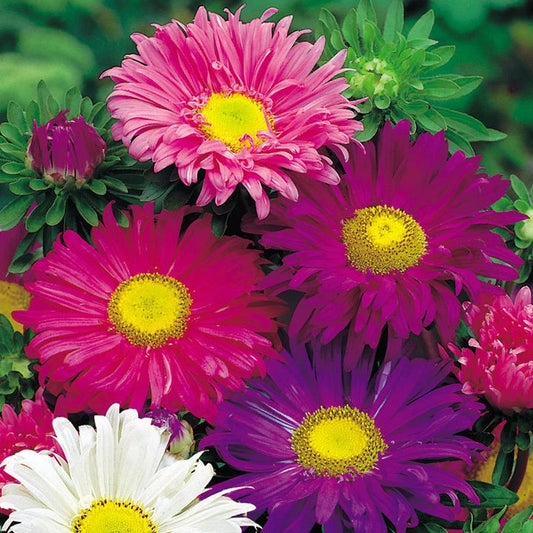 Aster Seeds - 200+ Single China Mix - Colorful Flower Seeds - Aster spp. - USA Seller, Free Shipping