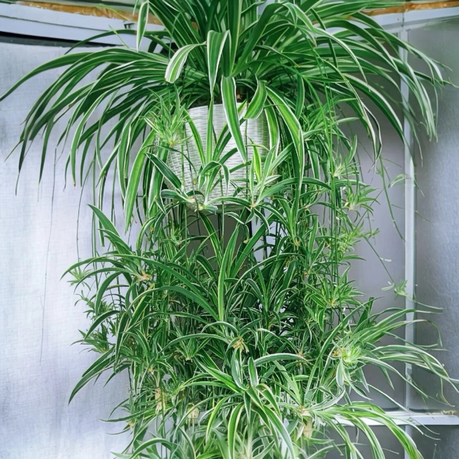 Reverse Variegated Spider Plant Cuttings 2PCS - Air-Purifying Fast-Growing Indoor Plants (Chlorophytum comosum)