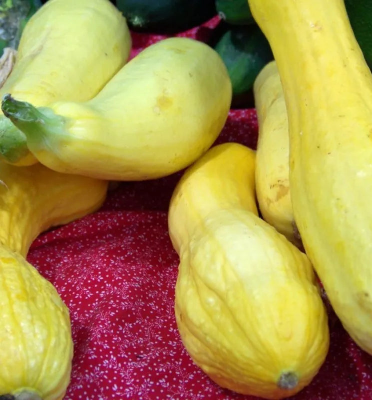 25 Seeds Crookneck Squash Golden Summer - Cucurbita pepo - GroCo USA - Buy 15, Ships Free