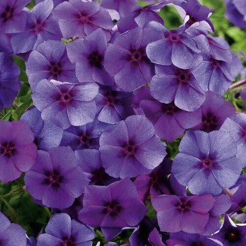 Intensia Blueberry Phlox Seeds - 100+ Seeds for Garden Planting - Phlox paniculata - USA Grown, Free Shipping