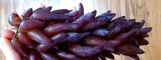 Grape Vines Cuttings - "Witch Fingers" Variety - 2 Healthy Cuttings - Vitis vinifera