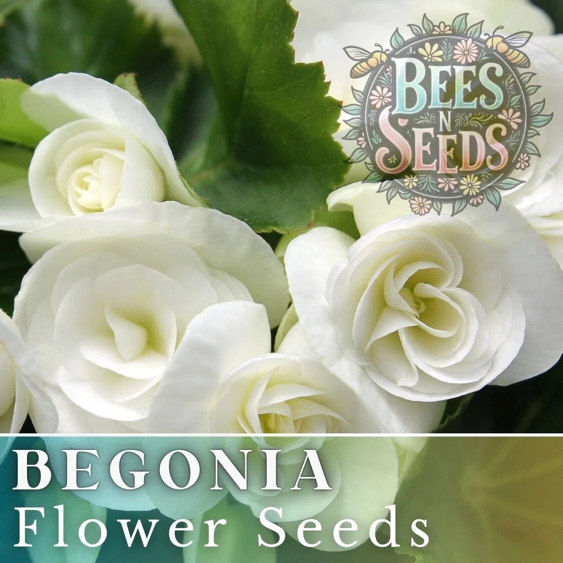 Ivory Haven Begonia Seeds - Non-GMO Flower Seeds, 45 or 125 Seeds, Begonia x tuberhybrida