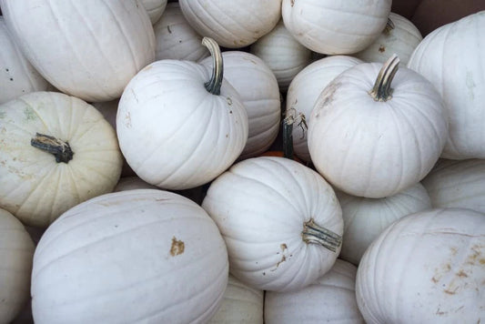 Blanco White Pumpkin Seeds for Planting - 10 Count - Ideal for White Jack-O-Lanterns (Cucurbita pepo)