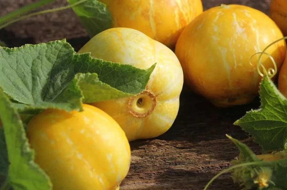 Lemon Cucumber Seeds - 50+ Heirloom Organic Non-GMO Rare Variety - Cucumis sativus
