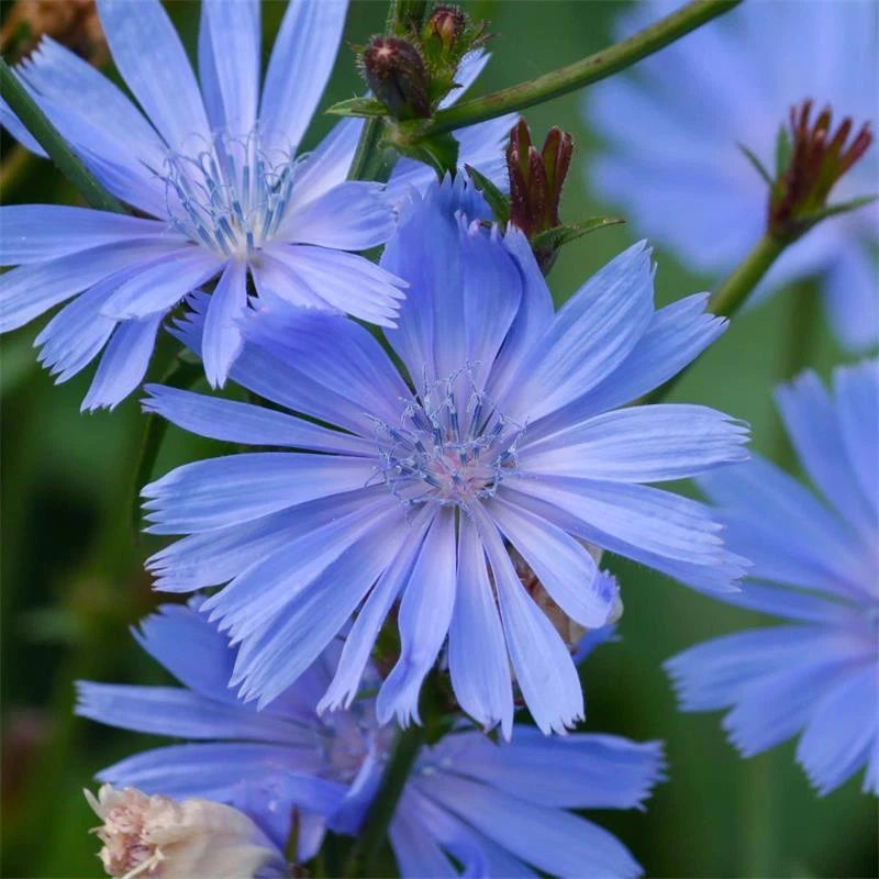 Chicory Seeds 300+ Non-GMO Blue Dandelion Cichorium Intybus - USA Grown, Free Shipping