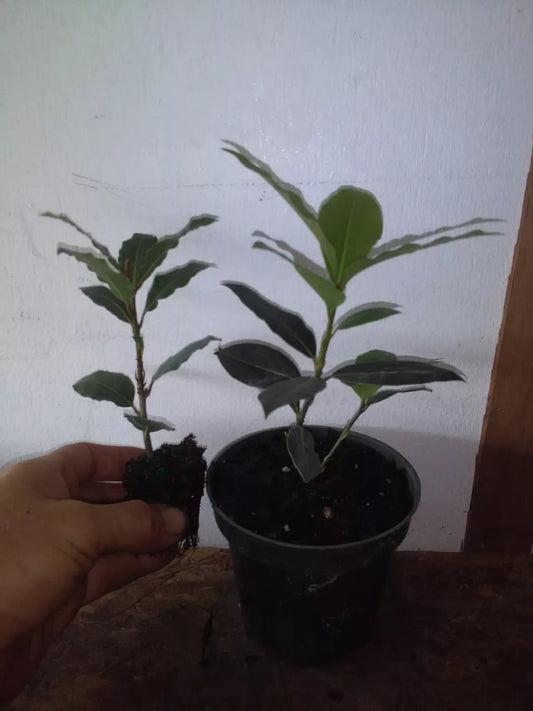 Bay Leaf Tree Laurus nobilis 2 Plant Set