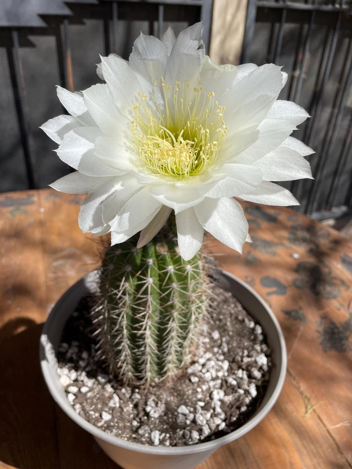 large indoor cactus plants Large Tricocereus Grandiflorus 8" Plant with 5" Red Flowers