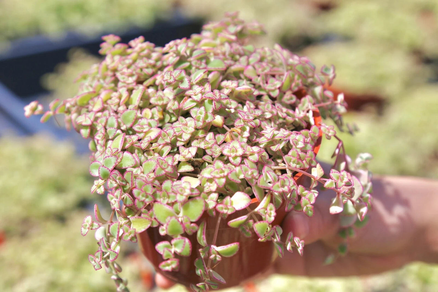 Sedum Little Missy Petite Bicolor Live Succulent Ground Cover Plant in 4" Pot - Drought Tolerant Ground Cover Plant