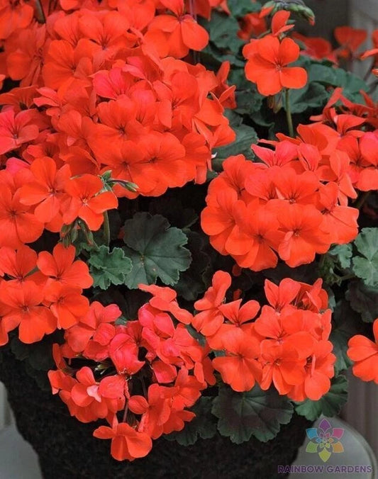 Caliente Orange Geranium Seeds - 25+ Pack for Garden Planting - Pelargonium x hortorum - USA Shipping