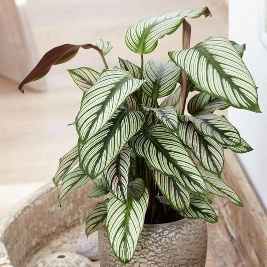 Calathea Seeds - 25+ White Star Variety for Garden Planting - Maranta leuconeura - USA - Free Shipping