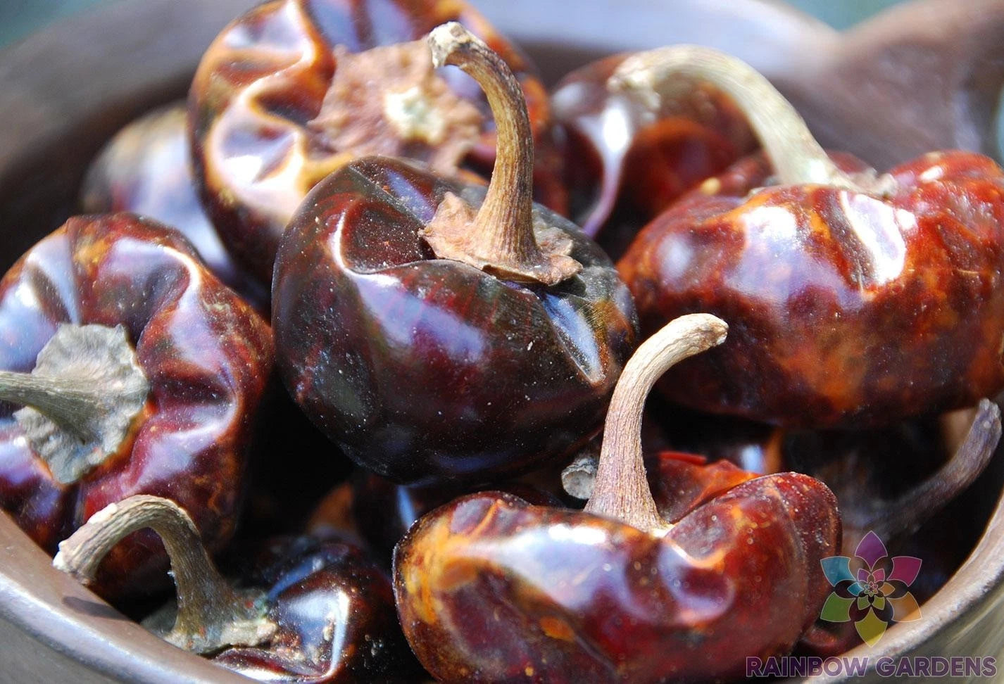 Cascabel Chile Hot Pepper Seeds - 25+ Seeds for Garden Planting - Capsicum annuum - USA Seller - Free Shipping