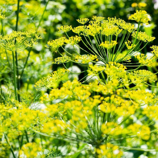 Mammoth Long Island Dill Seeds | 100+ Heirloom Non-GMO Fresh Garden Seeds | Anethum graveolens