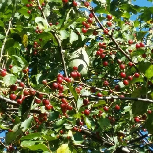 Midwest Crabapple Tree 1 Rooted Plant Small Red Fruit Malus baccata var. mandshurica Zones 4-8 Wildlife Pollinator
