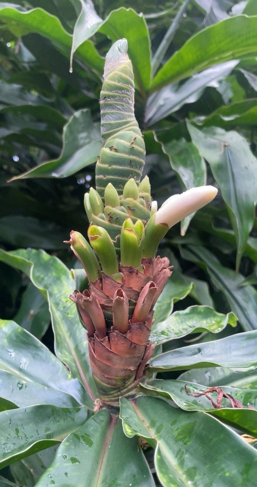 Yellow Spiral Ginger Rooted Cuttings 5-Pack Dimerocostus strobilaceus Hawaii Grown