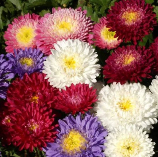 Aster Powder Puff Seed Mix - 300+ Seeds, White Pink Purple Blooms, Callistephus Chinensis
