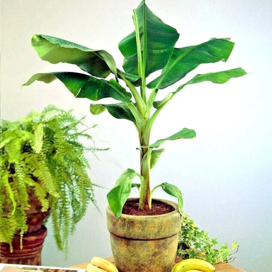DWARF Cavendish Banana Tree Seeds - 20 Pack - Musa acuminata - Hardy Tropical Fruit Plant