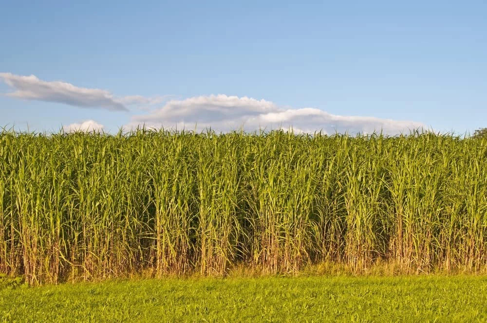Switchgrass Seeds for Planting - Fast Growing Hardy Prairie Grass, Biofuel (Panicum virgatum)