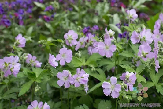 Joan Baker Geranium Seeds - 25+ Pack for Garden Planting - Pelargonium x hortorum