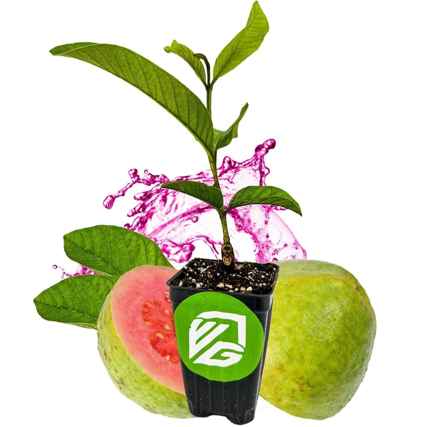 Barbie Pink Guava Live Plant - 3-Inch Pot - Psidium guajava - Tropical Fruit Plant for Home Garden