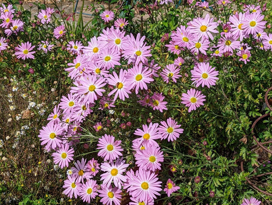 7 Pink Ryans Mums Roots - Live Chrysanthemum Plants, Perennial Daisy, Pink Color