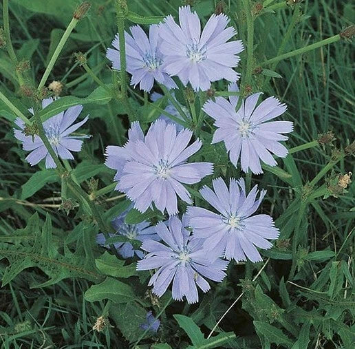 Chicory Seeds - 500+ Blue Sailors Coffee Weed - French Endive Perennial Herb - Cichorium intybus - USA
