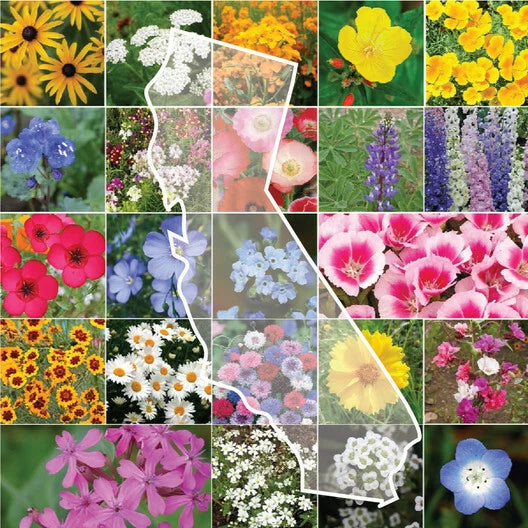 California Wildflower Mix - 1200 Seeds - Fresh for 2024-2025 - Diverse Native Varieties - Ideal for Gardens and Pollinators