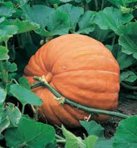 Big Max Pumpkin Seeds, Heirloom Non-GMO, 500 Seeds for Giant Pumpkins, Cucurbita pepo