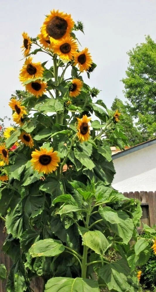 Skyscraper Sunflower Seeds 25+ Heirloom Non-GMO Fresh - Helianthus annuus