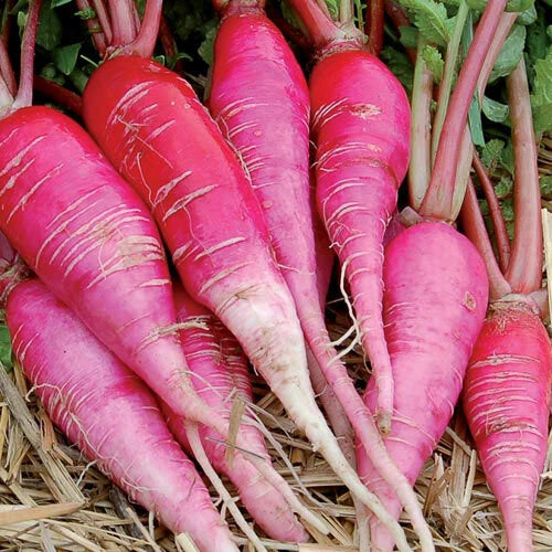 China Rose Radish Seeds 250 Ct - Sprouting Vegetable Microgreen - Raphanus sativus - USA, Free Shipping