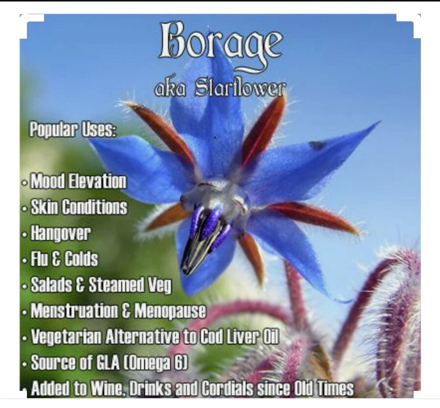 60 Borage Seeds | Edible Herb Plant | Non-GMO, Open Pollinated, Organic | Borago officinalis