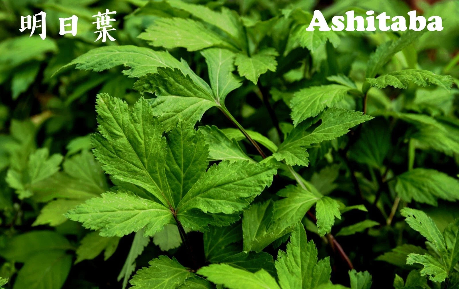 Ashitaba Herb Starter Plant in Soil - Tomorrow Leaf, Angelica Keiskei, Rooted, Organic Gardening, Edible Perennial Herb