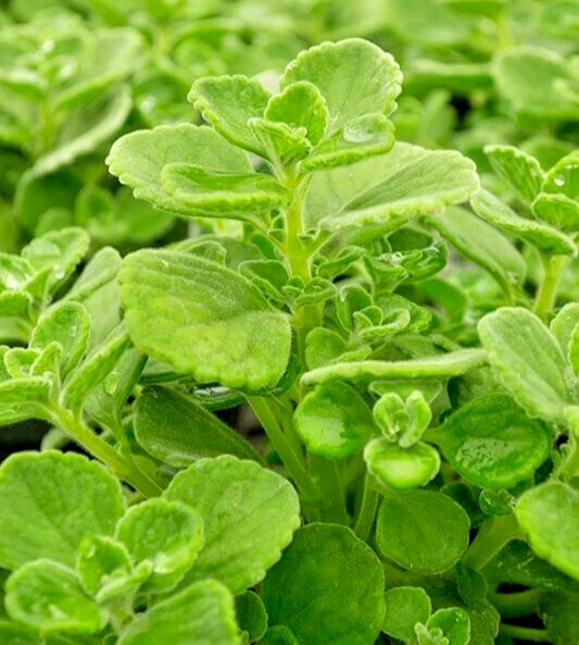 Succulent Vicks Plant 4" Plectranthus Tomentosa Live 2 Pack Minty Campho Herb