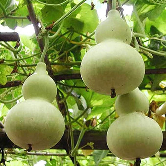 Martin Birdhouse Gourd Seeds - 5+ Heirloom Non-GMO Seeds - Genuine USA, Ideal for Birdhouses (Lagenaria siceraria)