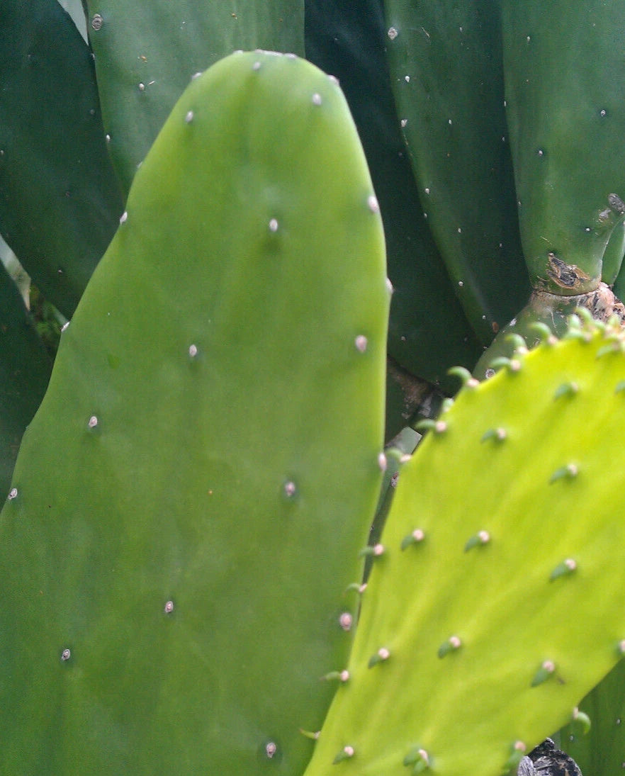 Miniature Prickly Pear Cactus - 4" Easy Care Opuntia Succulent - Rooted Indoor Plant