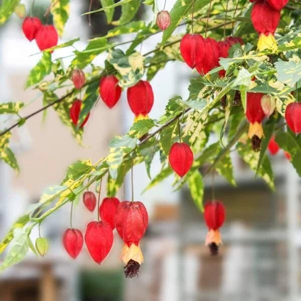 Abutilon Chinese Lantern Plug – Live Flowering Plant Starter – Easy to Grow – Indoor/Outdoor Garden Plant