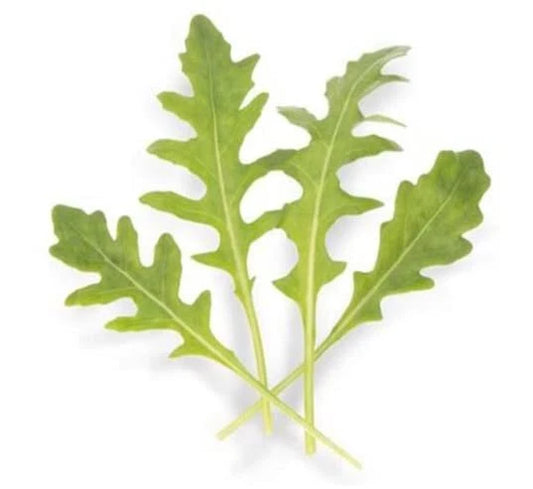 Arugula Seeds for Planting - 200 Count - Athena Variety - Eruca sativa