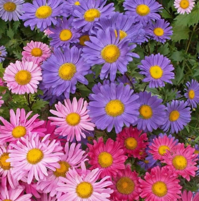 Aster Seeds - 200 Non-GMO Colorful Cut Flowers - Single China Aster - Pollinator Friendly Gardening