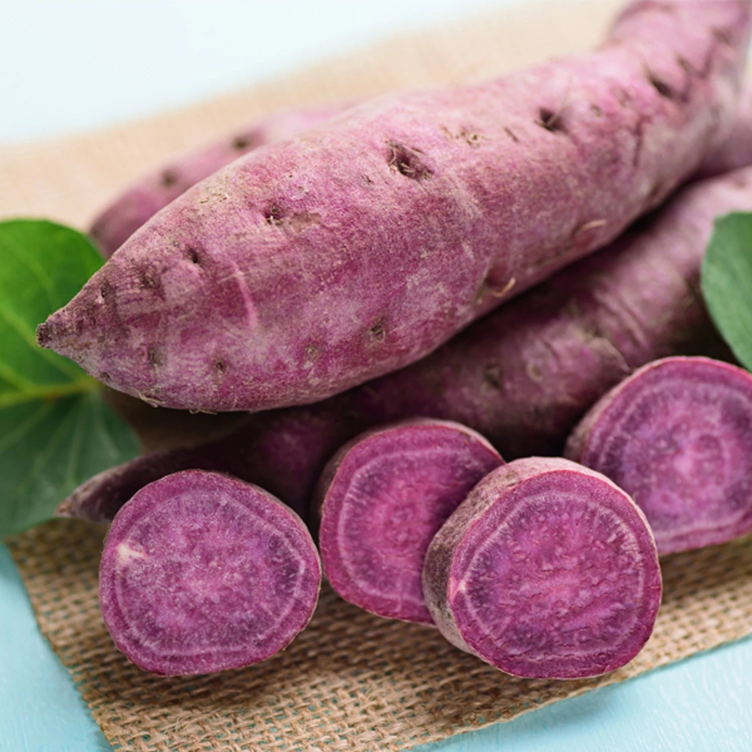 Organic Purple Sweet Potato Yams - 5 Pounds - Ready to Grow - Ipomoea batatas