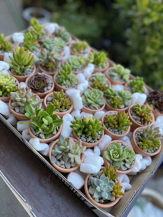 60 Ct Assorted Succulent Cuttings in 2 In Terracotta Pots - Perfect for Party Favors, Gifts, or Home Decor (Various Species)