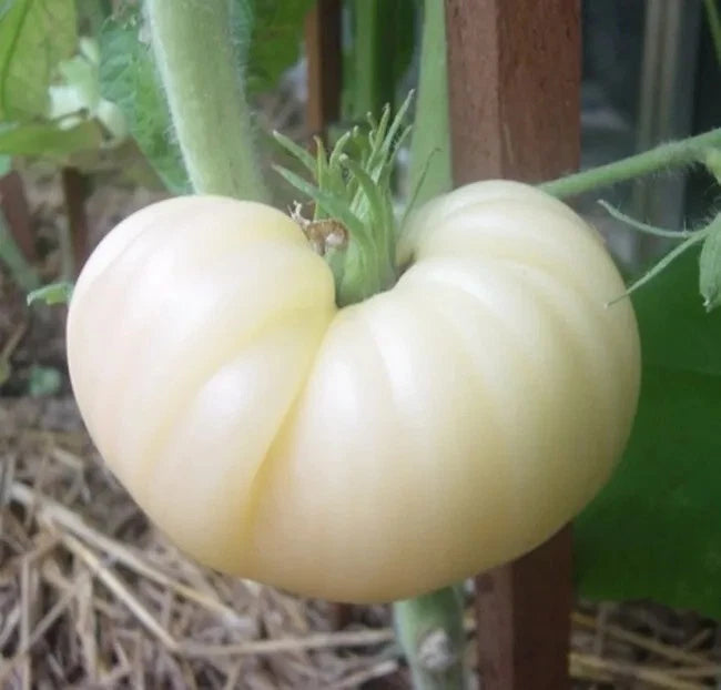 Great White Tomato Seeds - 10+ Heirloom Organic Non-GMO Beefsteak - Rare Variety - Perfect for Home Gardens