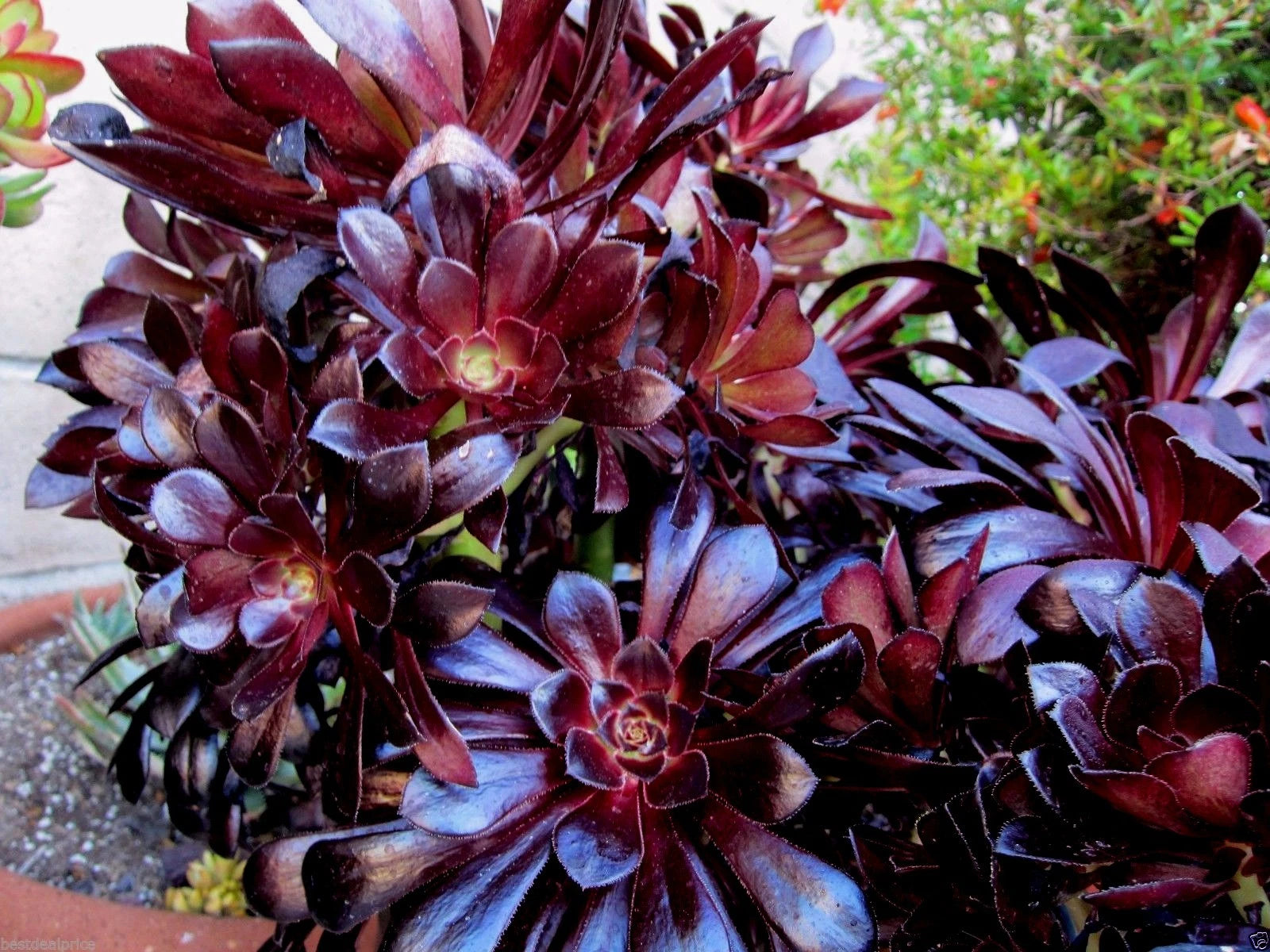 Aeonium Succulent Cuttings - Black Rose Deep Dark Purple - 2 Cuttings - Perfect for Indoor Gardening