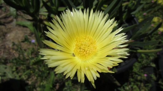 Ice Plant Cuttings - 5'' Yellow Unrooted Succulent Cuttings, Sour Fig, Cape Fig (Mesembryanthemum crystallinum)